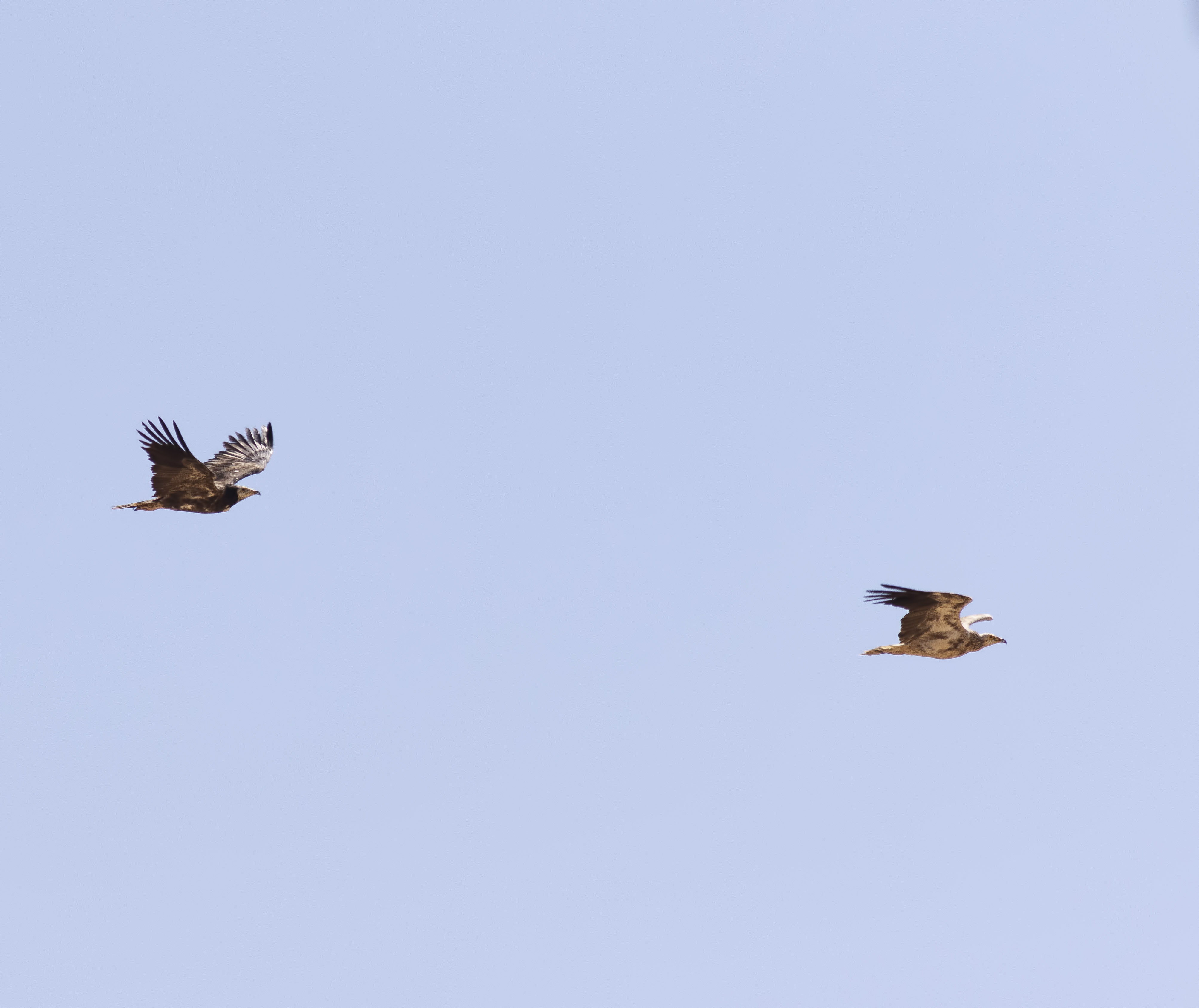 Egyptian Vulture